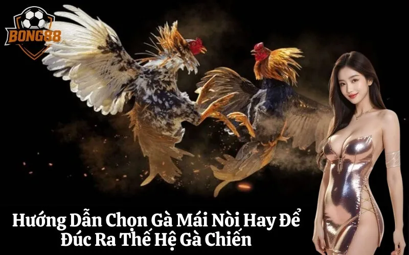 Hướng Dẫn Chọn Gà Mái Nòi Hay Để Đúc Ra Thế Hệ Gà Chiến