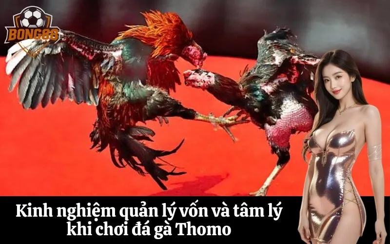 bong88 Kinh nghiệm quản lý vốn và tâm lý khi chơi đá gà Thomo