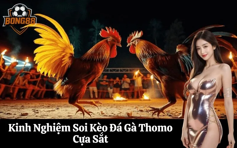 Kinh Nghiệm Soi Kèo Đá Gà Thomo Cựa Sắt