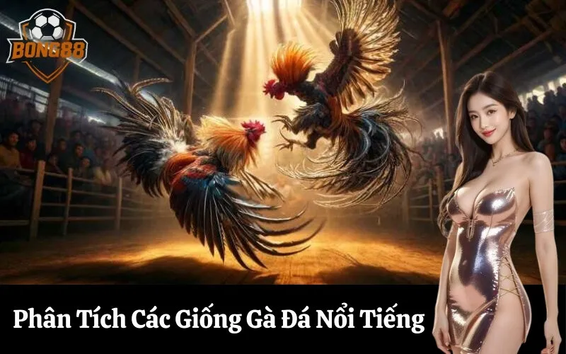 Phân Tích Các Giống Gà Đá Nổi Tiếng